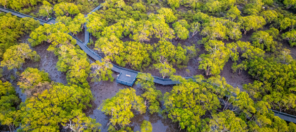 Huskisson Mangrove Boardwalk, New South Wales